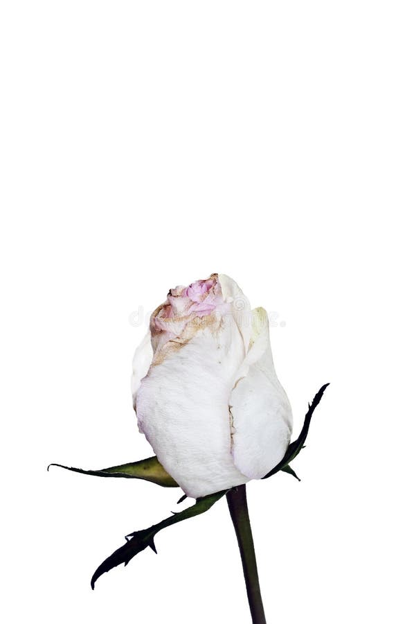 Single Dried Rose Flower Isolated on Wood Stock Photo - Image of dead,  wood: 60531630