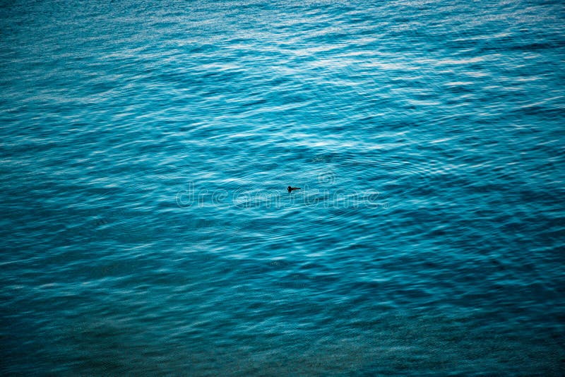 Lonely Duck In Pacific Ocean stock image