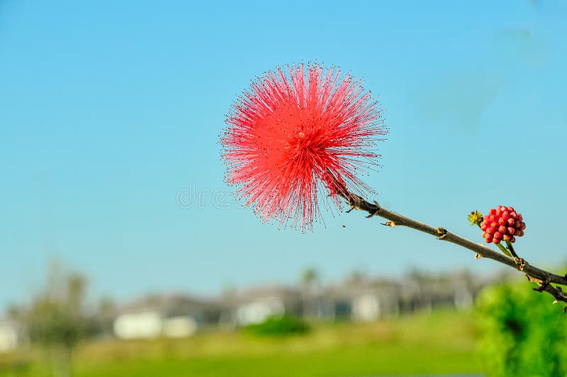 Single Dwarf Red Powder puff flower stock photography