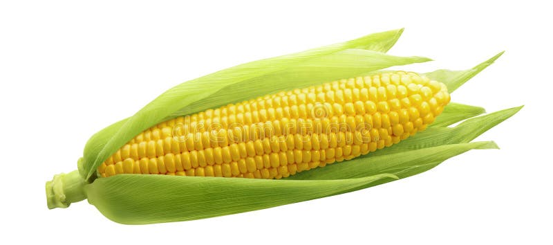 Single ear of corn isolated on white background