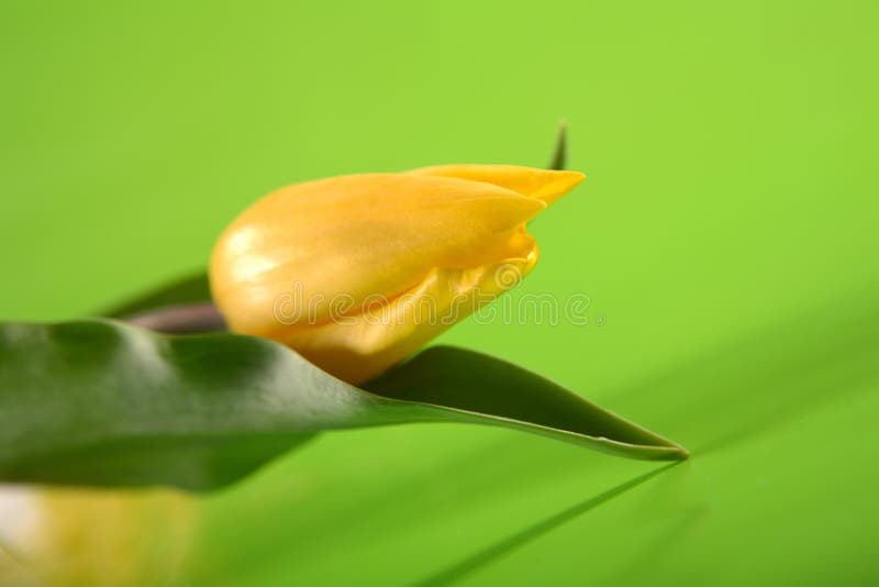 Single, Easter Yellow Tulip on Green Background Stock Photo - Image of ...