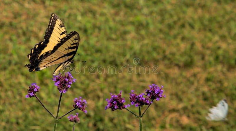 Eastern Tiger Swallowtail Butterfly Feeding on Nectar stock photo Eastern Tiger Swallowtail Butterfly Feeding on Nectar stock photo