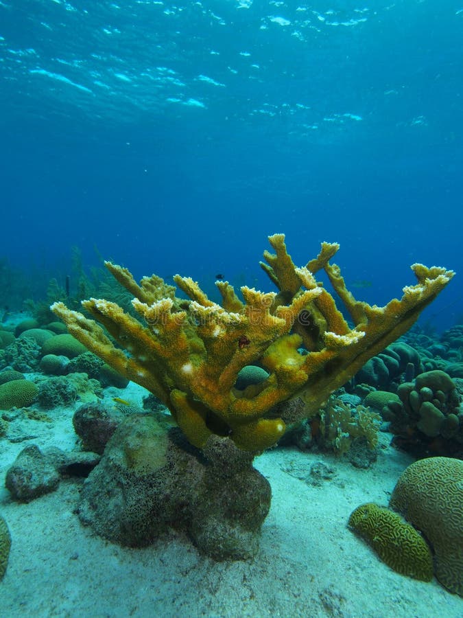 Single Elkhorn Coral Colony Stock Image - Image of bonaire, coral: 88368553