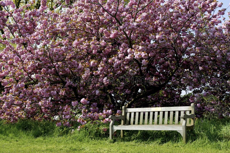 Single empty park bench