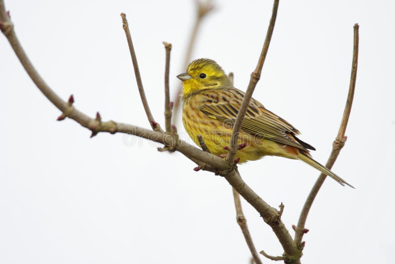 Single European Serin bird on tree twig royalty free stock photo Single European Serin bird on tree twig royalty free stock photo