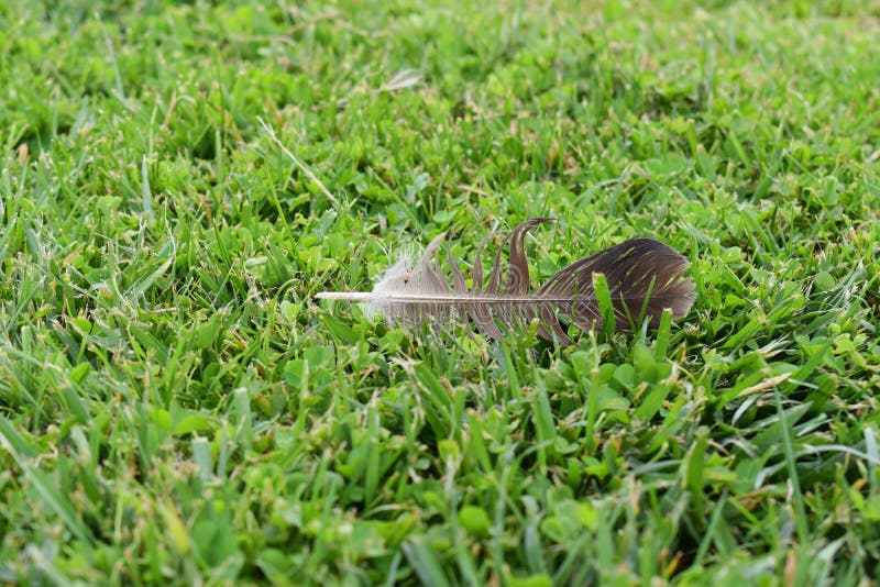 Single feather in the grass stock image Single feather in the grass stock image