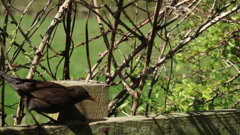 Female blackbird, turdus merula, on fence feeding