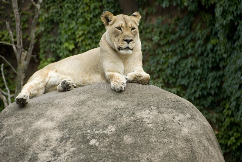 Single female lion stock image. Image of looking, safari 6376295