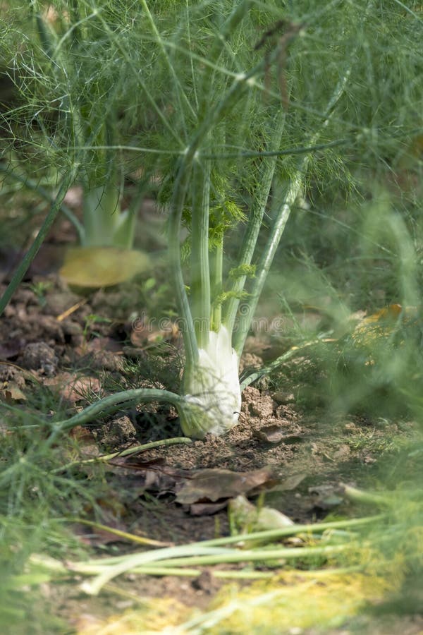 Fennel Field In Calabria, Italy Stock Image Image of italy, field