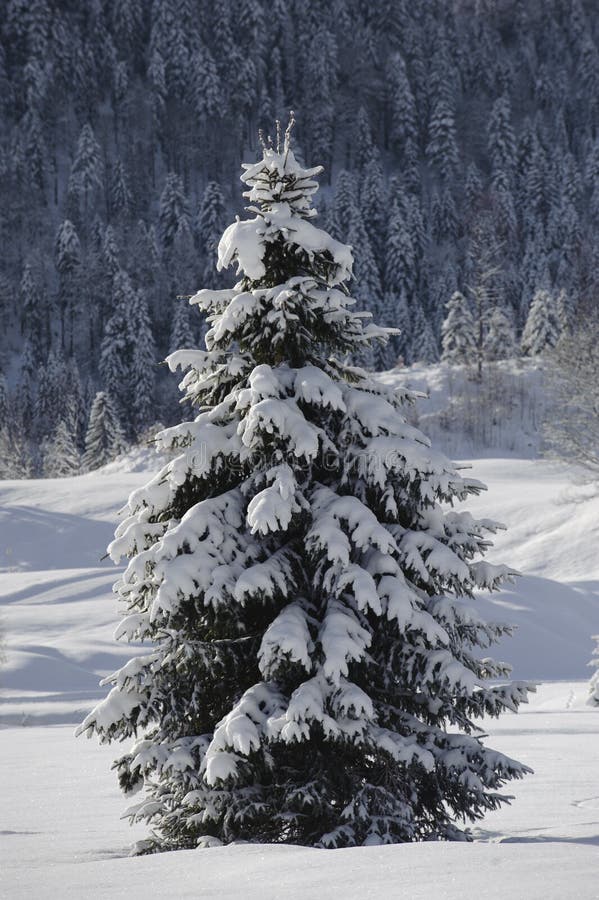 Single Fir Tree In Winter Snow Stock Image Image of germany, scene