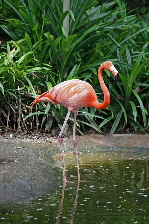Single Flamingo Stock Photo Image 8677270