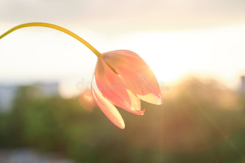 Single Flower Beautiful Tulip, Sky Background with Clouds, Evening Sunset  Stock Image - Image of clouds, flower: 148494325