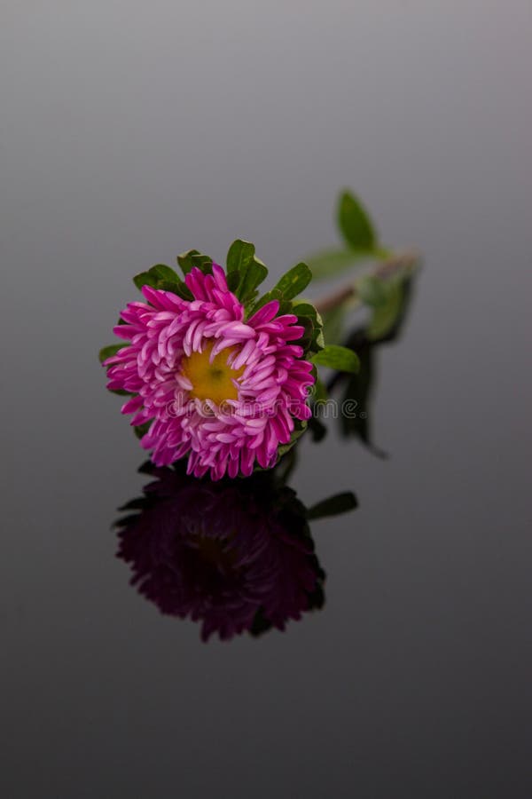 Single Flower on Black Background Stock Photo - Image of blossom