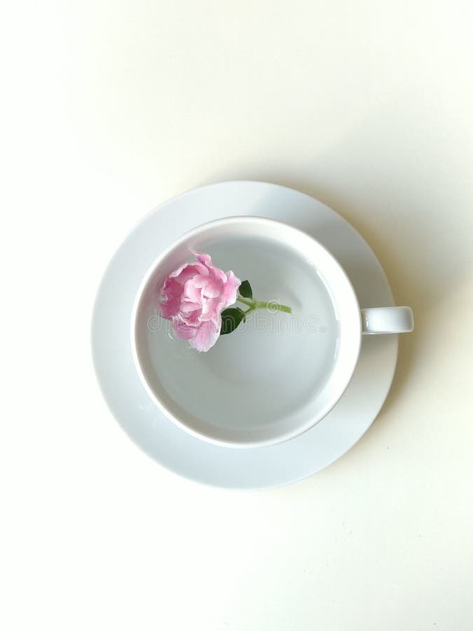 Single Flower Bud In A Cup Of Water Stock Image Image Of Fringe Glass Single Flower Bud In A Cup Of Water Stock Image Image Of Fringe Glass