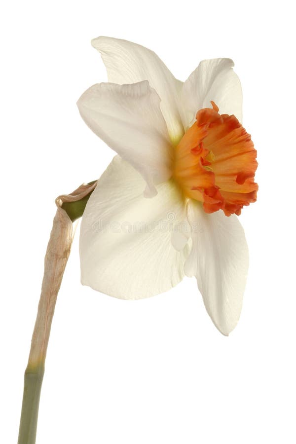 Single Flower of a Daffodil Cultivar Against a White Background Stock