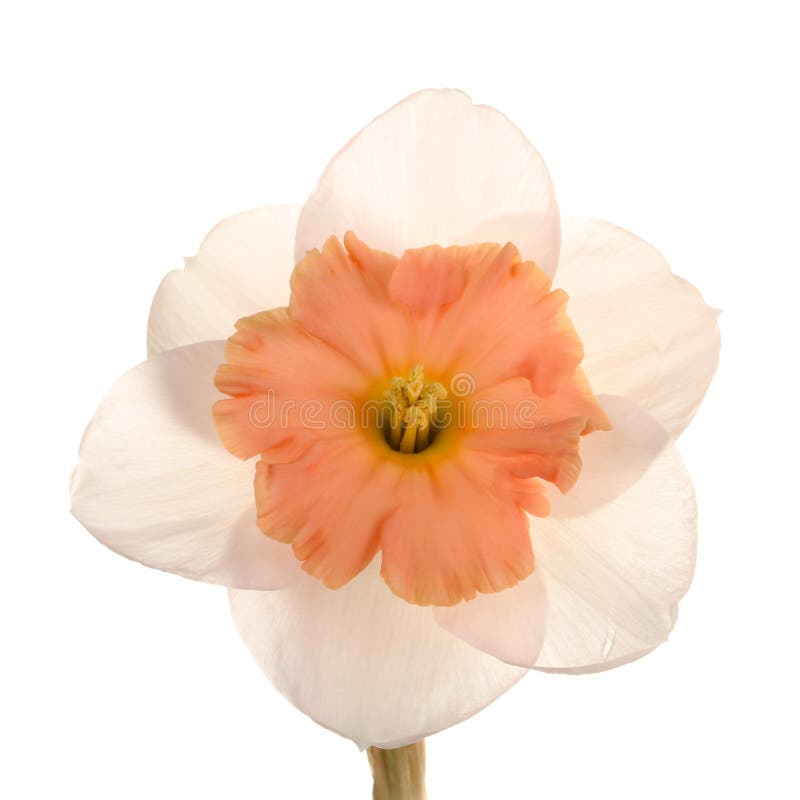 Single Flower of a Daffodil Cultivar Against a White Background Stock ...