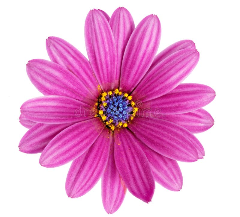 SINGLE FLOWER stock photo. Image of stem, life, love, contrast 586298