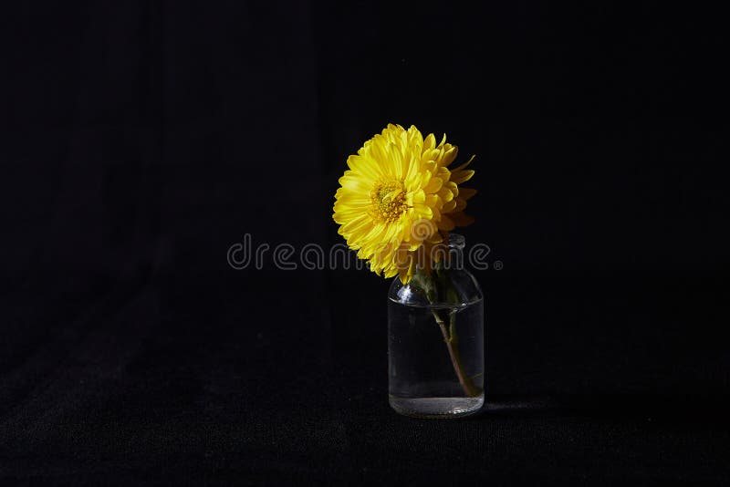 Single Flower in Glass Vase on Black Background Stock Photo Image of background, elegance