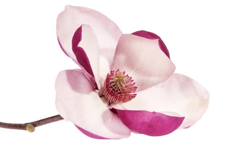 Single flower of pink magnolia isolated on white  background, close up