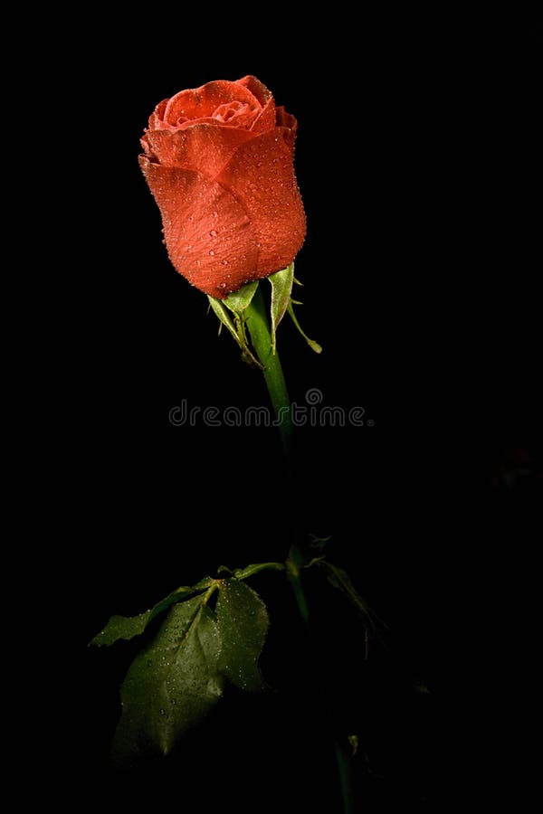 Single Flower Roses In Black Background Stock Image Image of wedding, black 4540347