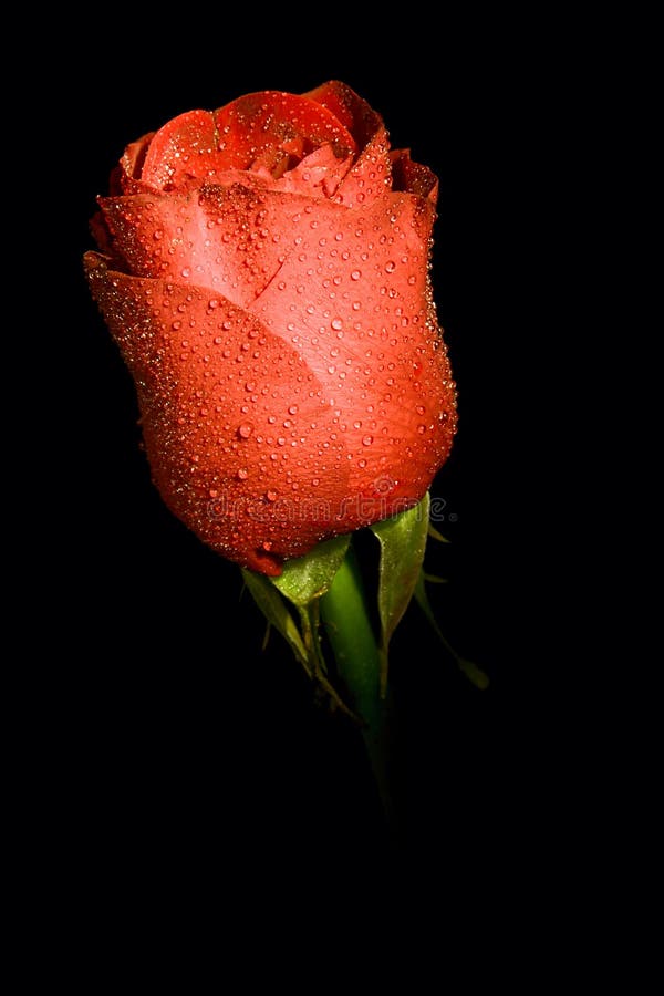 13,607 Single Rose Black Background Stock Photos - Free & Royalty-Free  Stock Photos from Dreamstime