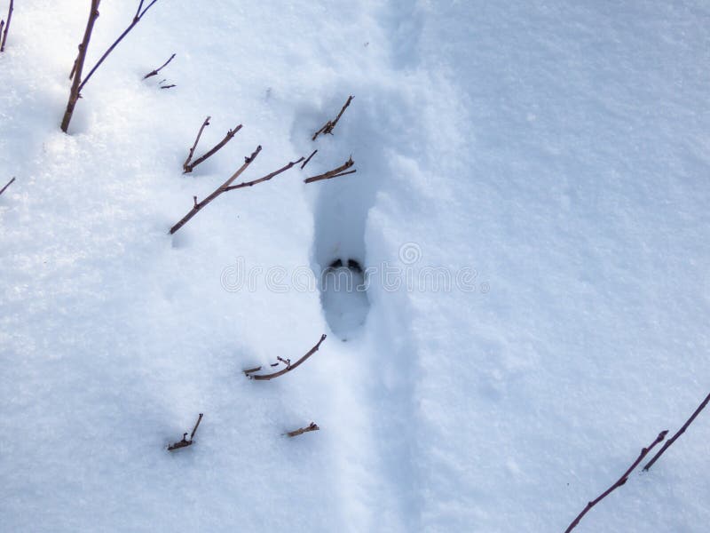 Footprint of a Roe Deer in Very Deep Snow Stock Image Image of season