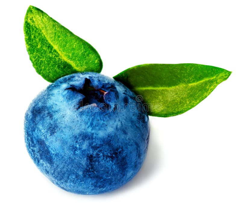 Single Fresh Blueberry Stock Image Image 33544541