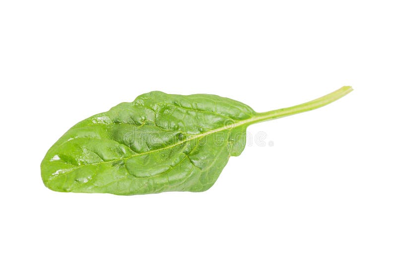 Spinach leaf isolated stock photo. Image of vegetarian 10876402