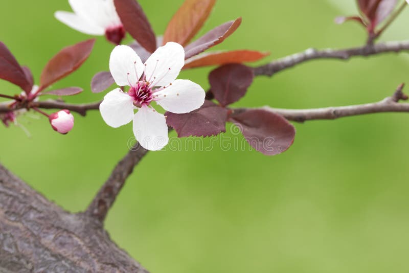Single fruit tree flowers stock photo. Image of natural 130162992