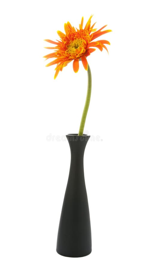Single gerbera flower yellow on vase isolated