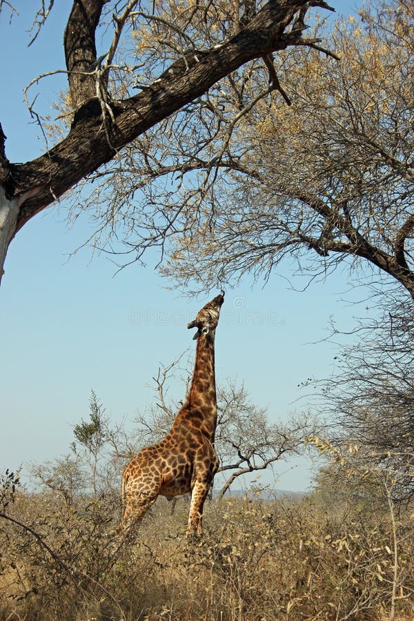 Giraffe Reaching High Up To Trees Stock Photos - Free & Royalty-Free