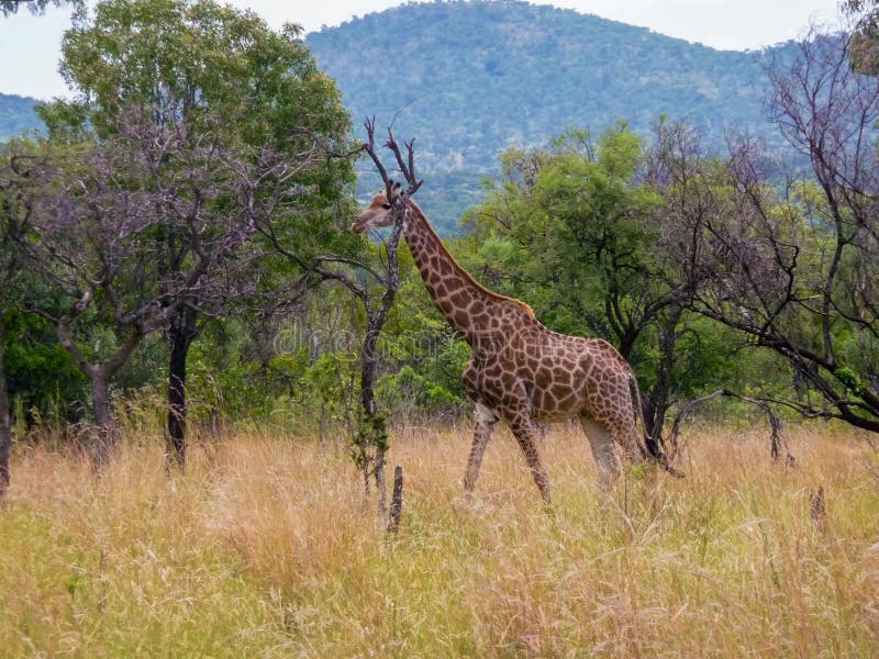 Single Giraffe among Trees and Dry Grass in the Bushveld in South Africa