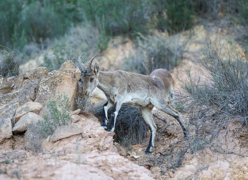 A single goat,Capra pyrenaica stock photo
