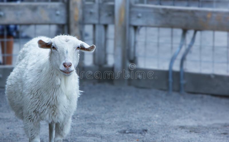 Single goat in pen royalty free stock image