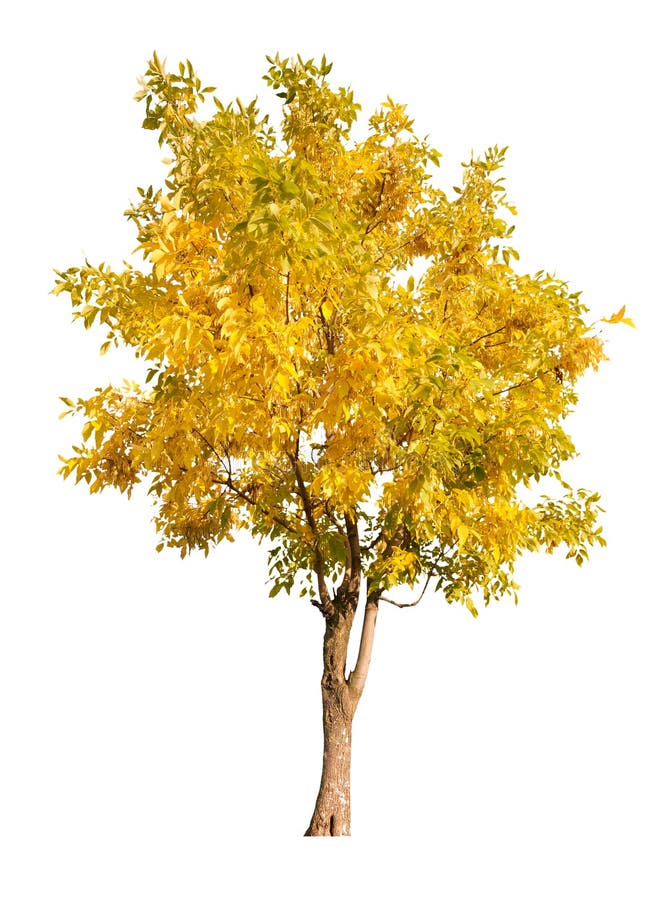 Single gold autumn tree isolated on white