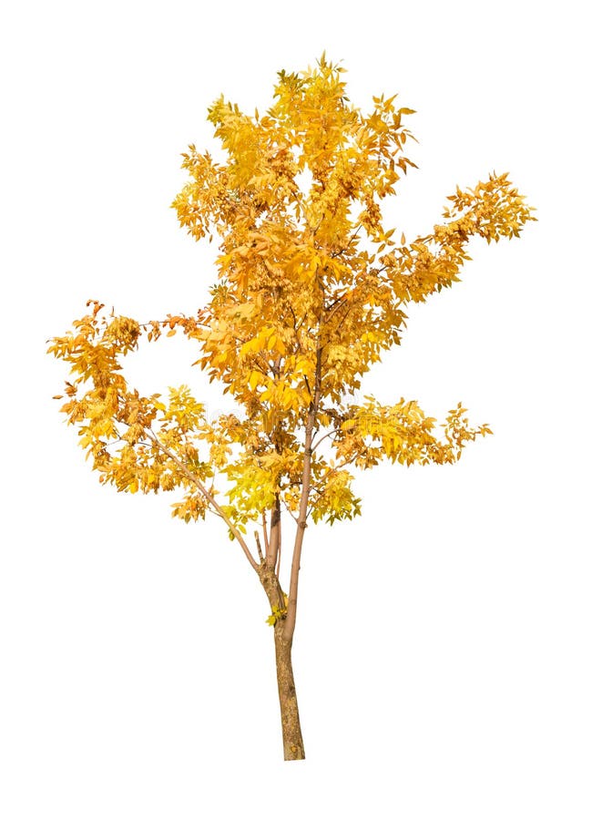 Single golden fall tree isolated on white