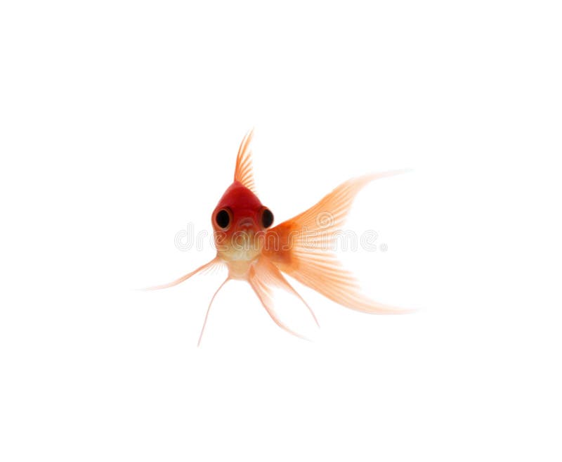 Single goldfish royalty free stock photos