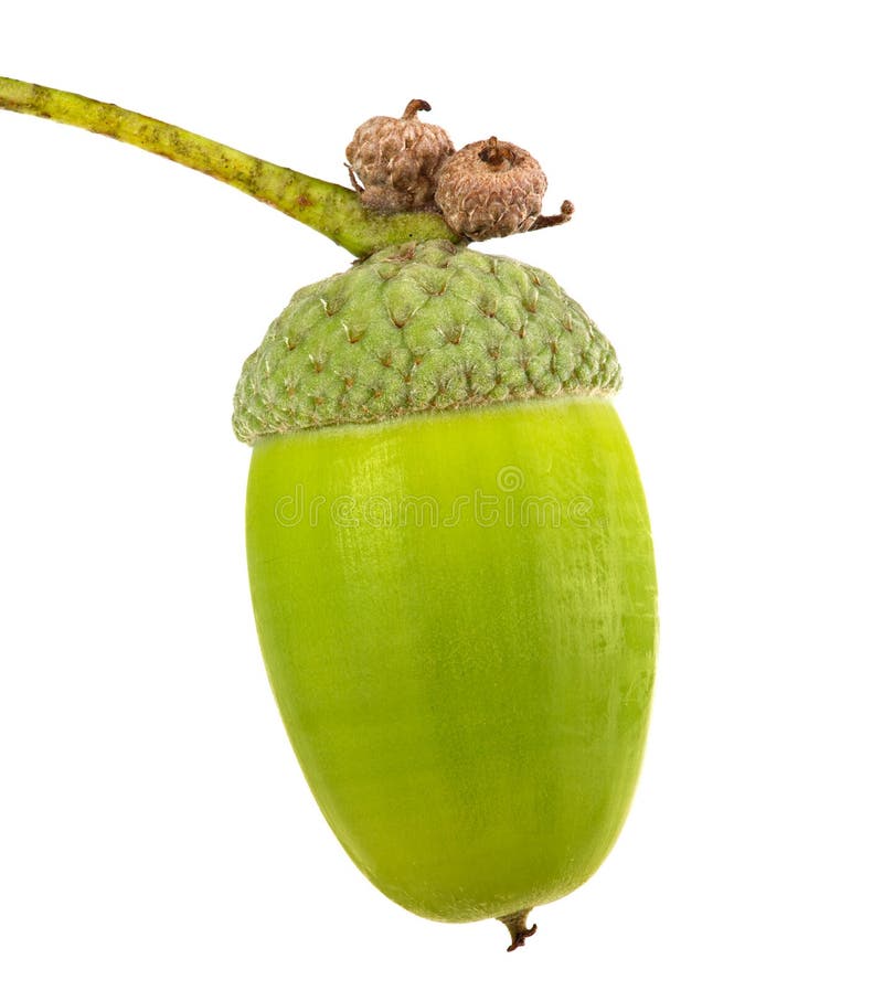 Single green acorn isolated on white 