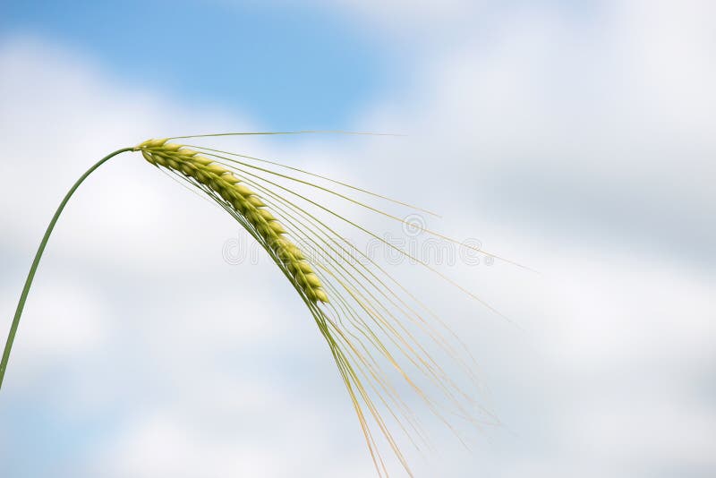 Single green barley plant against blue spring sky. Barley grain is used for flour, barley bread, barley beer, some whiskeys, some vodkas, and animal fodder. Space for text