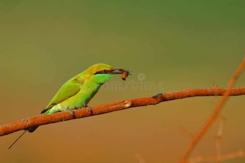 Green Bee Eater Bird, Natural, Nature, Wallpaper Stock Image - Image of  eating, bird: 206141223
