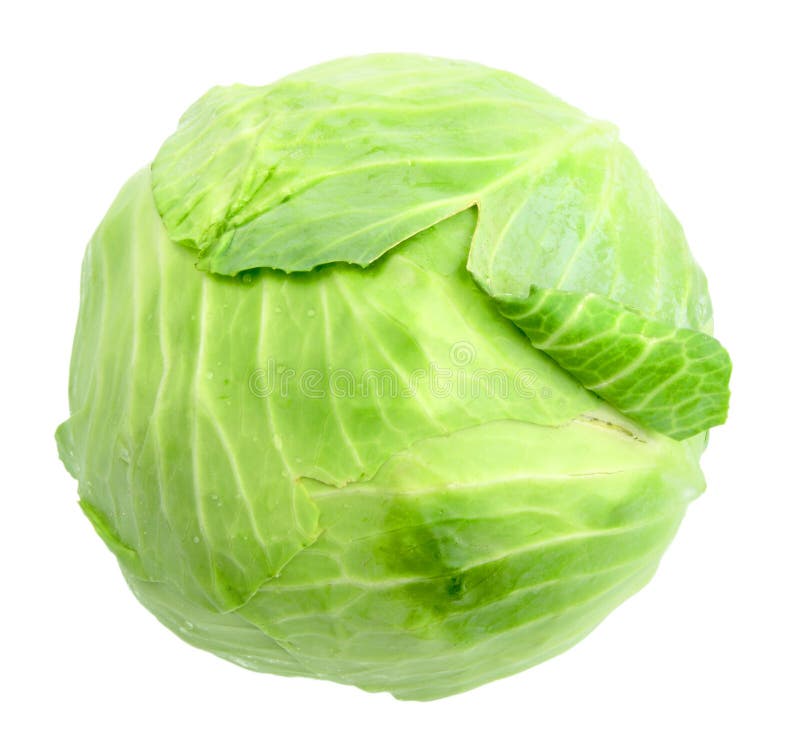 Single Green Cabbage with Dew Stock Photo Image of vegetable, macro