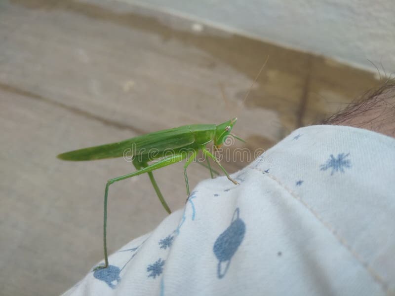 Single Green Grasshopper isolated on white background. Grasshopper insect sitting above cloth stock photography Single Green Grasshopper isolated on white background. Grasshopper insect sitting above cloth stock photography