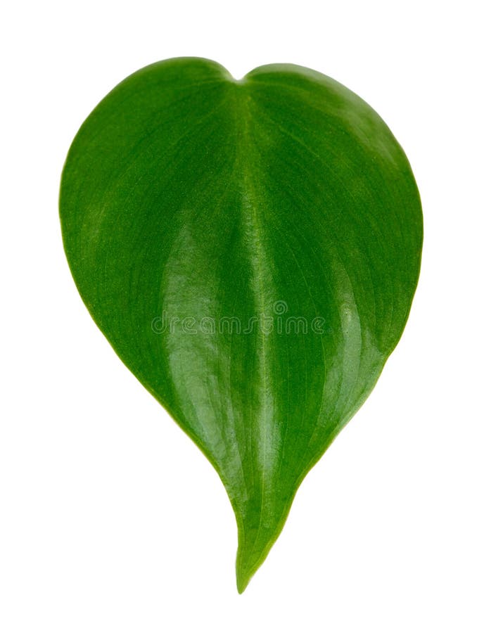 Single Green Leaf Images – Browse 674,092 Stock Photos, Vectors, and Video