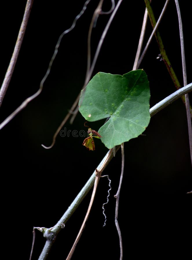 234 Hanging Vines Black Background Stock Photos Free & RoyaltyFree Stock Photos from Dreamstime