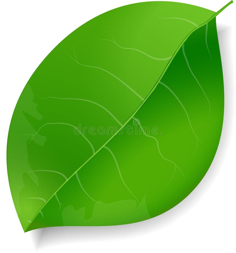 single green leaves clipart