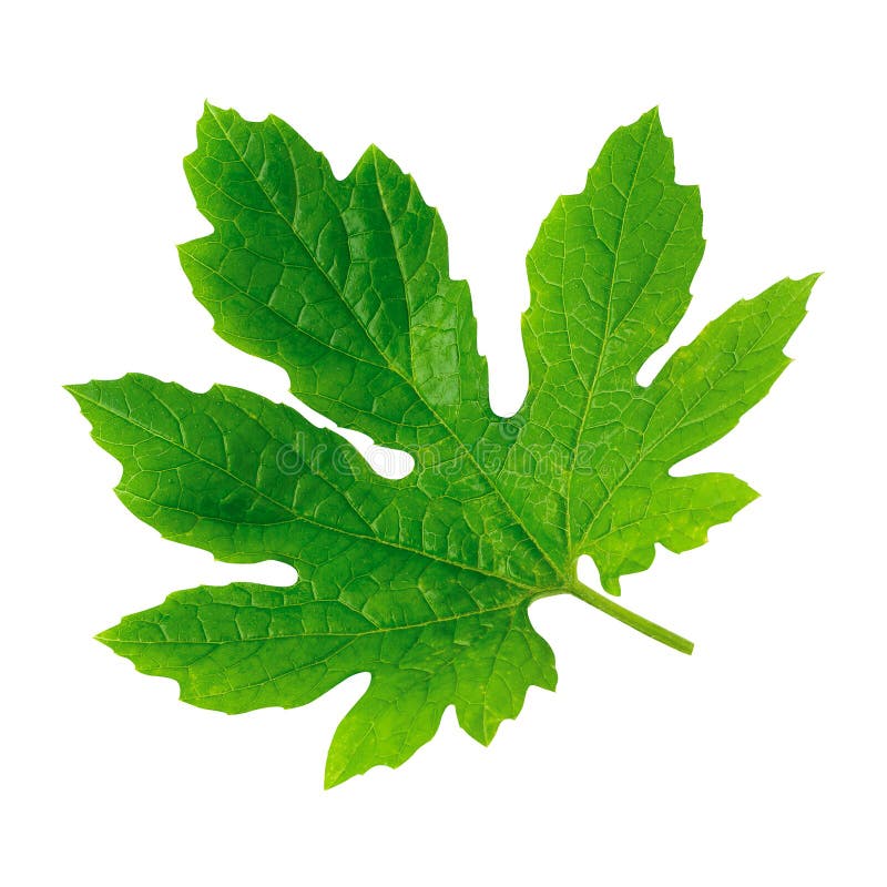 Single a green leaf of tomato isolated on white background royalty free stock image