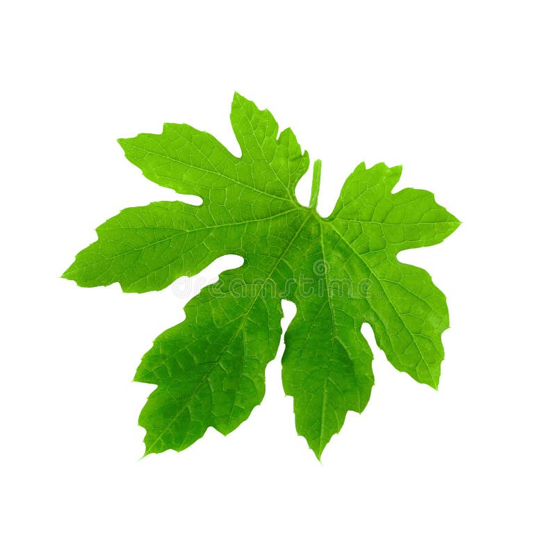 Single a green leaf of tomato isolated on white background royalty free stock image