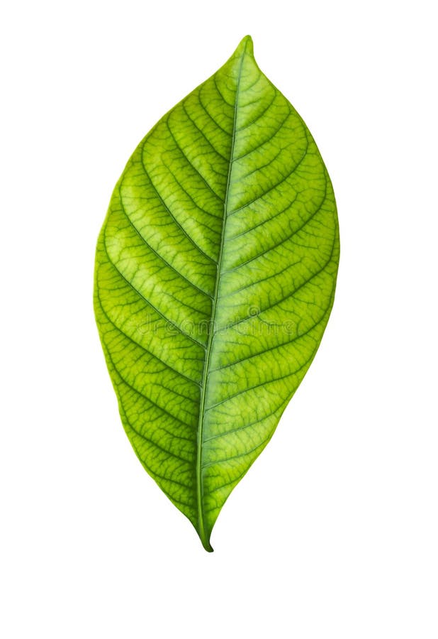 Single green leaf on white stock image. Image of texture - 33567625