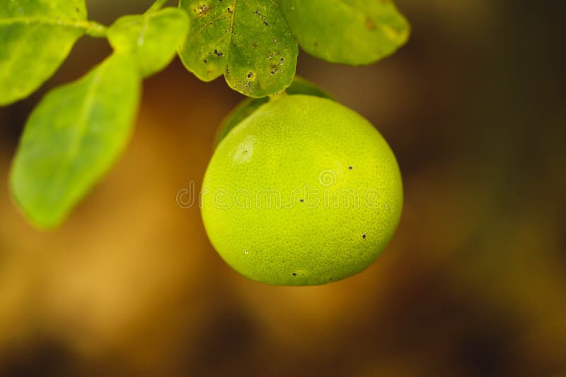 Single Green Lemon on the Lemon Tree in the Garden Stock Image Image