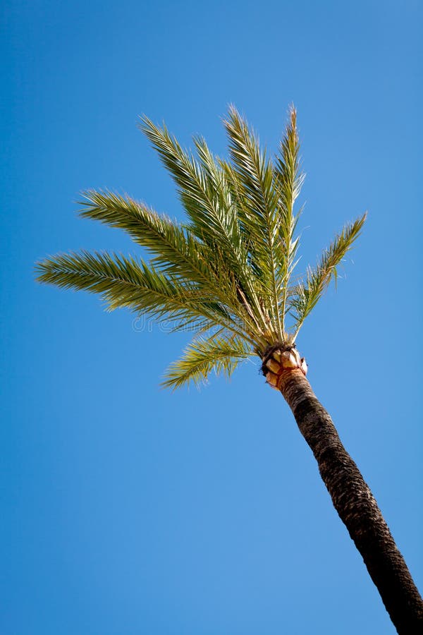 Single green palmtree on blue sky background royalty free stock photos Single green palmtree on blue sky background royalty free stock photos